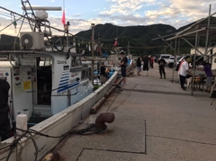 シロイカの釣果