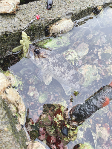 クロソイの釣果