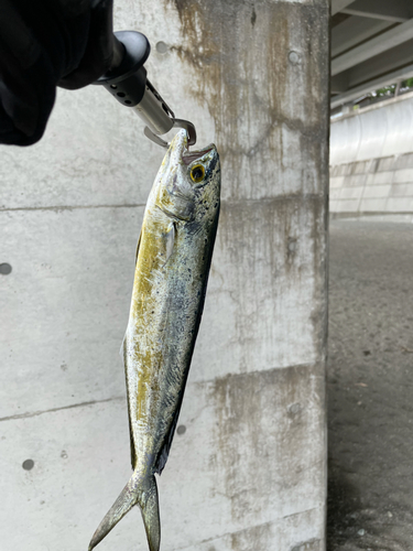 シイラの釣果