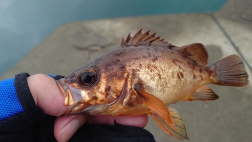 釣果