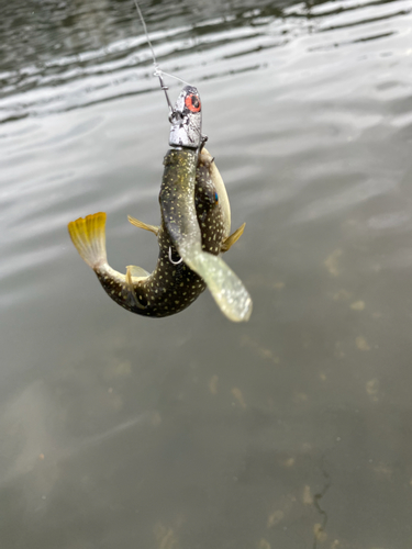 クサフグの釣果