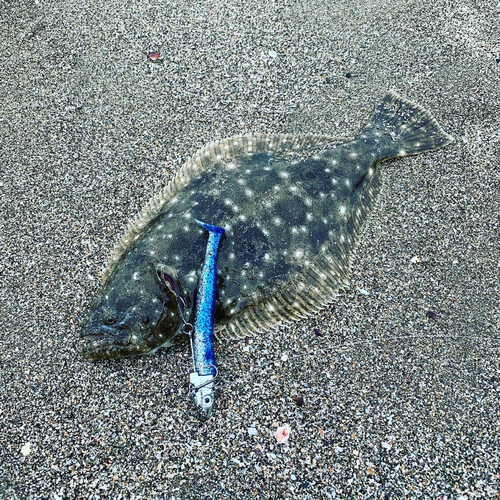 ヒラメの釣果