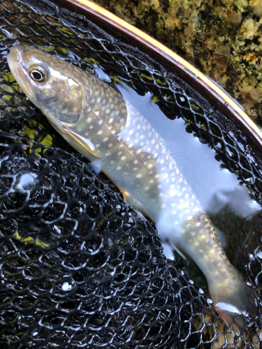 イワナの釣果