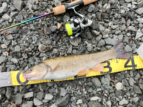 エゾウグイの釣果