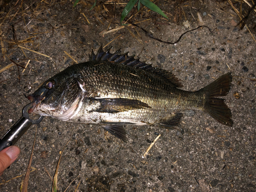 クロダイの釣果