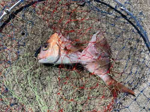 マダイの釣果