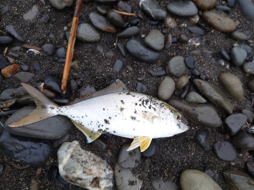 ショゴの釣果