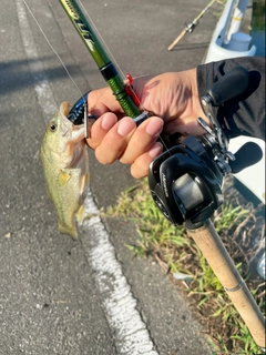 ラージマウスバスの釣果