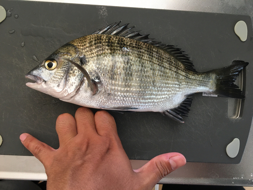 チヌの釣果