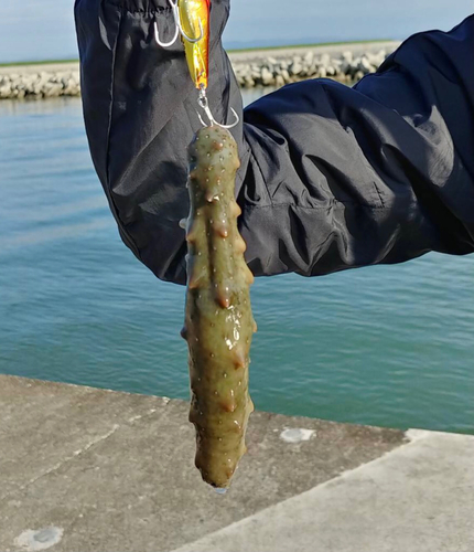 ナマコの釣果