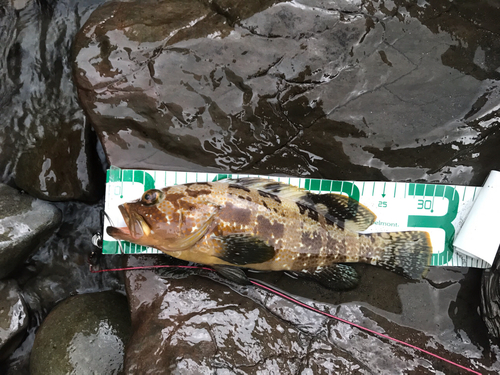 アオハタの釣果