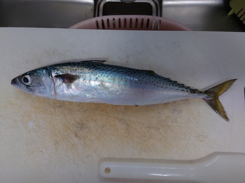 マサバの釣果