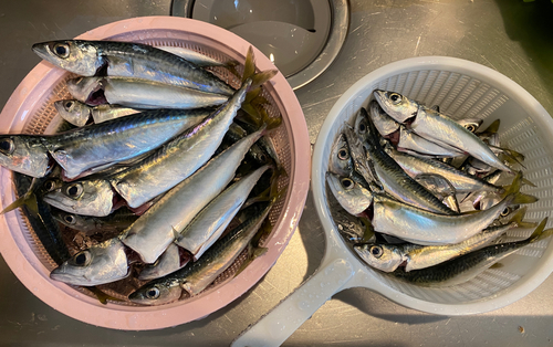 サバの釣果