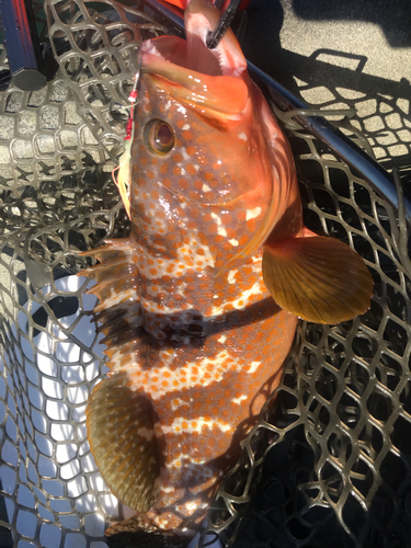 アコウの釣果