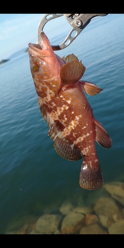 アコウの釣果