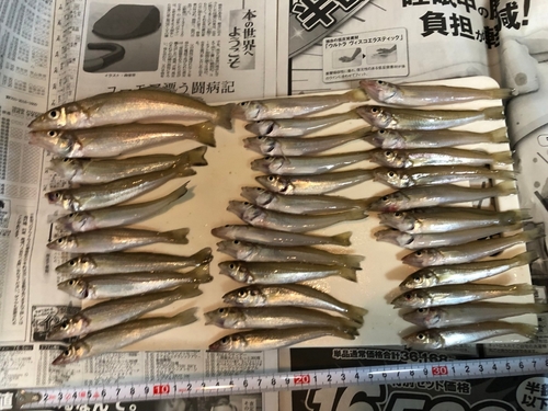 シロギスの釣果