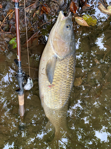 アオウオの釣果