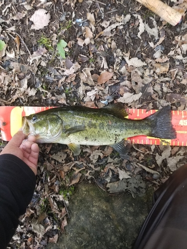 ラージマウスバスの釣果