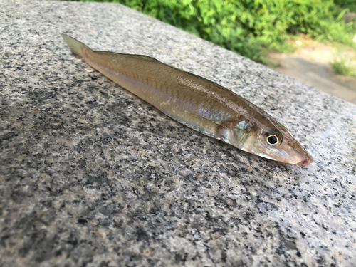 キスの釣果