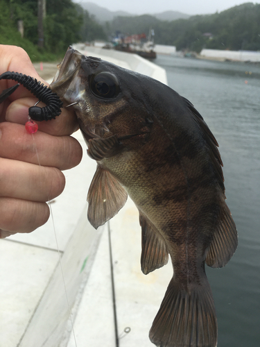 アカメバルの釣果