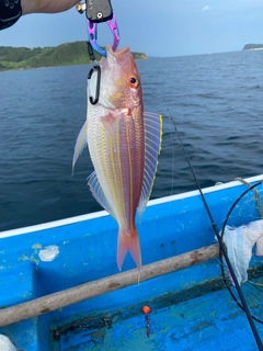 イトヨリダイの釣果