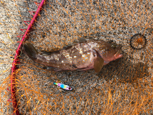 アコウの釣果