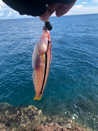 キュウセンの釣果