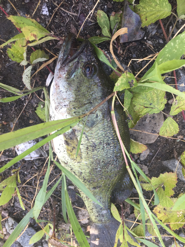 ブラックバスの釣果