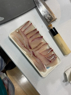 ボラの釣果