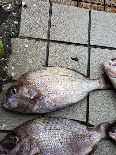 タイの釣果