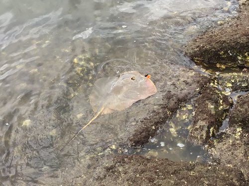 アカエイの釣果