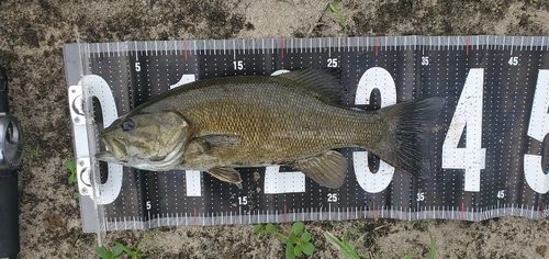 スモールマウスバスの釣果