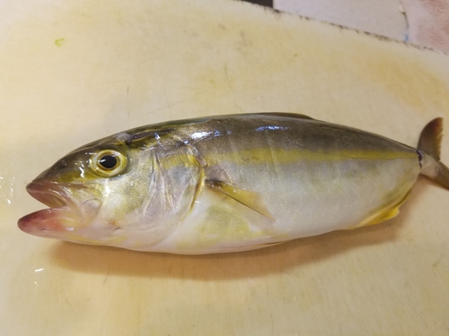 ワカナゴの釣果