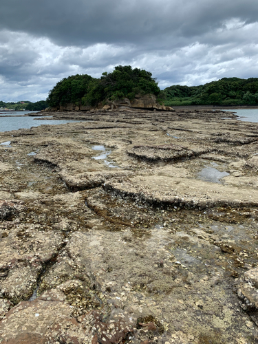 マハタの釣果