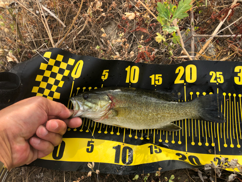 スモールマウスバスの釣果