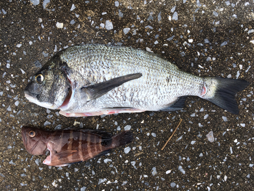 チヌの釣果