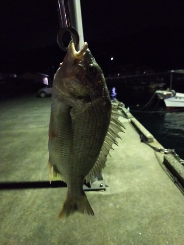 キビレの釣果