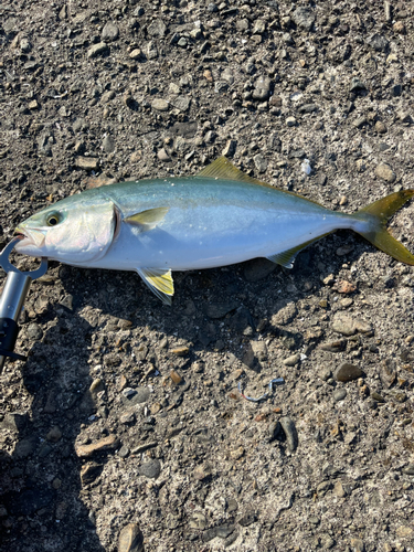 ツバスの釣果