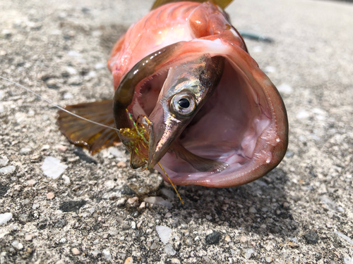 キジハタの釣果