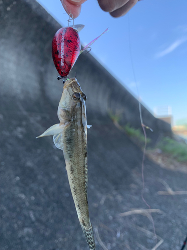 ハゼの釣果