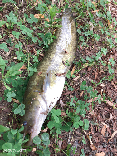 ナマズの釣果