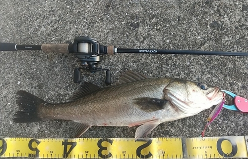 シーバスの釣果