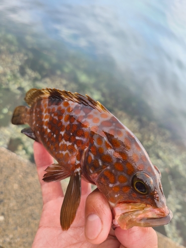 アコウの釣果