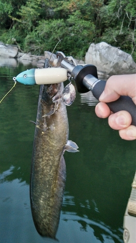 ナマズの釣果