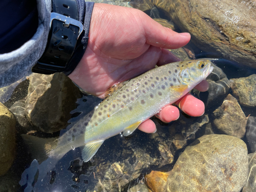 ブラウントラウトの釣果