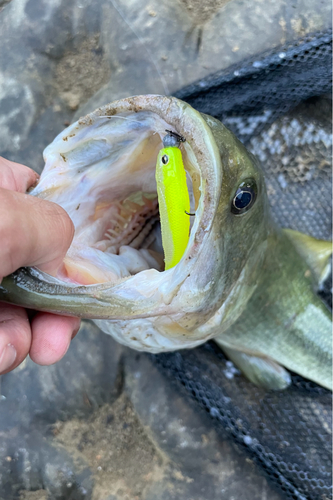 ブラックバスの釣果