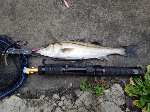 スズキの釣果