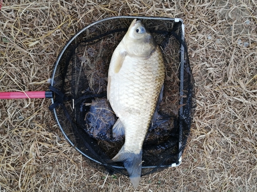 ヘラブナの釣果