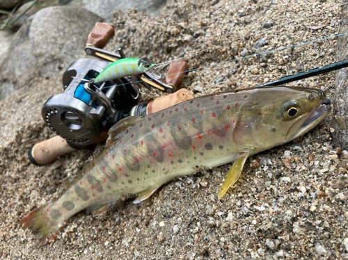 アマゴの釣果