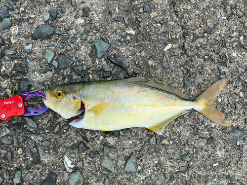 ショッコの釣果